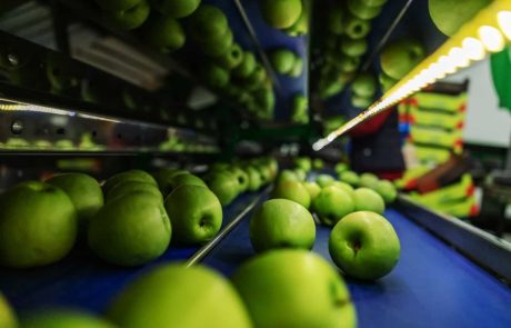 חדש: התפוח המובחר בישראל והרימון המשובח לראש השנה