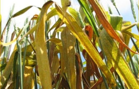 אוניברסיטת חיפה: חוקרים גילו לראשונה משפחת חלבונים חדשה בצמחים