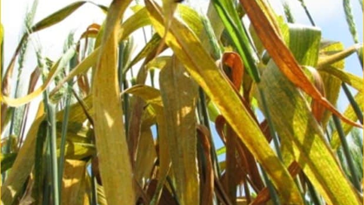 אוניברסיטת חיפה: חוקרים גילו לראשונה משפחת חלבונים חדשה בצמחים