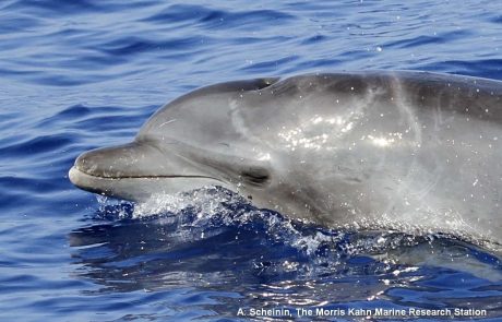 תיעוד ראשון של דולפין עם צלקות מתקיפת כריש בישראל