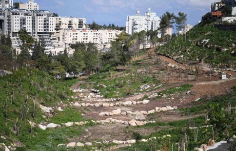 חיפה: העיר הראשונה בישראל שהצטרפה ליוזמה בינלאומית לשימור יערות